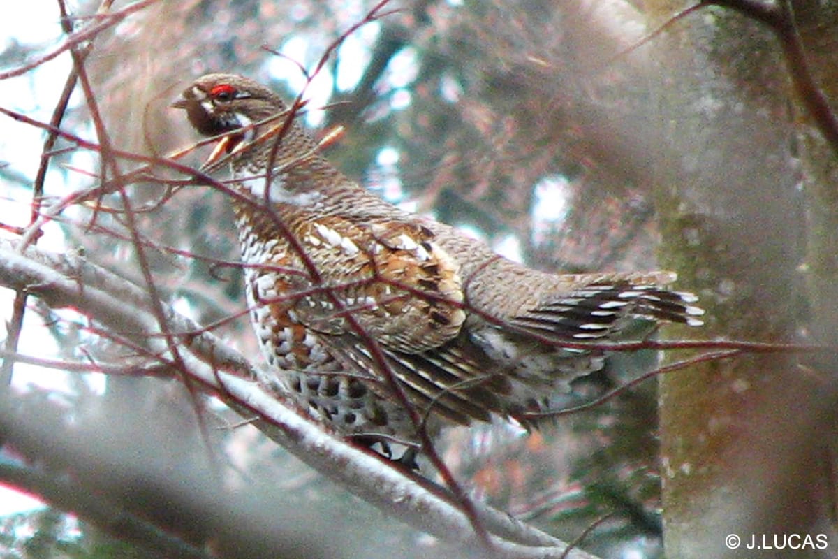 La gélinotte des bois - Fédération Régionale des Chasseurs Auvergne ...